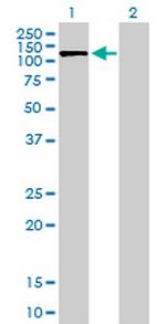 SLC4A1AP Polyclonal Antibody, MaxPab™