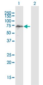 SCMH1 Polyclonal Antibody, MaxPab™