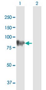 SV2C Polyclonal Antibody, MaxPab™