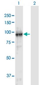 FBXL11 Polyclonal Antibody, MaxPab™