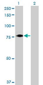 FBXO21 Polyclonal Antibody, MaxPab™