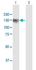 PDZRN3 Polyclonal Antibody, MaxPab™