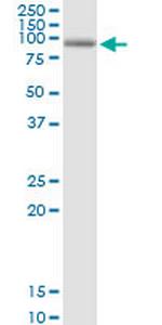 KIAA0251 Polyclonal Antibody, MaxPab™