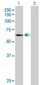 TNIK Polyclonal Antibody, MaxPab™