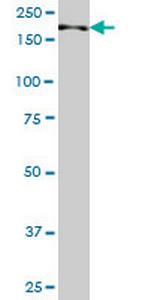 TNIK Monoclonal Antibody (2D2)