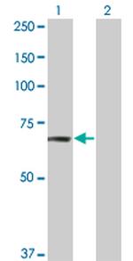 TNIK Monoclonal Antibody (4E4)