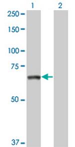 TNIK Monoclonal Antibody (1E4)
