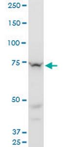 SETX Monoclonal Antibody (2A9)