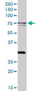 SWAP70 Antibody in Western Blot (WB)