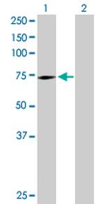 SWAP70 Polyclonal Antibody, MaxPab™