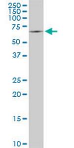 SWAP70 Monoclonal Antibody (3H8)