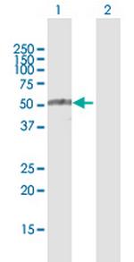 TRIM35 Polyclonal Antibody, MaxPab™