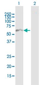 CDC2L6 Polyclonal Antibody, MaxPab™