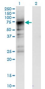 CDC2L6 Monoclonal Antibody (8B6)