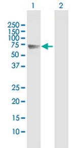 FSTL4 Polyclonal Antibody, MaxPab™