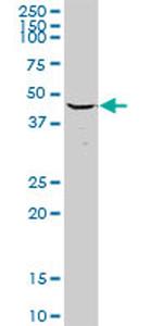 MRPS27 Antibody in Western Blot (WB)