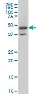 MRPS27 Antibody in Western Blot (WB)