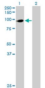 HIC2 Polyclonal Antibody, MaxPab™