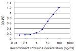 NCDN Monoclonal Antibody (1C7)