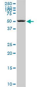 SEPT6 Antibody in Western Blot (WB)