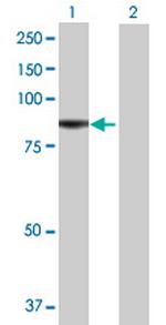 RTF1 Polyclonal Antibody, MaxPab™