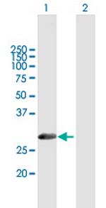 METAP1 Polyclonal Antibody, MaxPab™