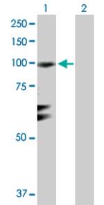 RGL1 Polyclonal Antibody, MaxPab™