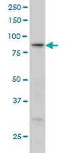 RGL1 Monoclonal Antibody (2D10)