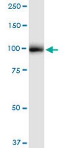 GANAB Polyclonal Antibody, MaxPab™