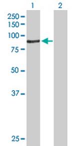 ACSBG1 Polyclonal Antibody, MaxPab™