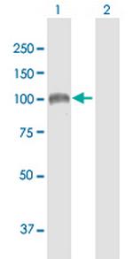 SULF1 Polyclonal Antibody, MaxPab™