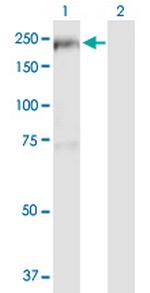 TBC1D1 Polyclonal Antibody, MaxPab™