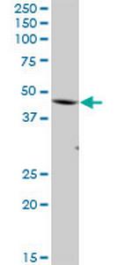 FBXO28 Polyclonal Antibody, MaxPab™