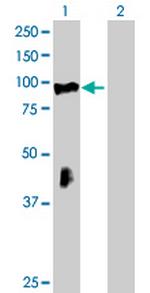 RHOBTB2 Antibody in Western Blot (WB)