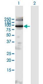 EXOC6B Polyclonal Antibody, MaxPab™
