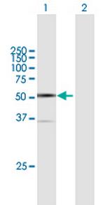 ARC Polyclonal Antibody, MaxPab™