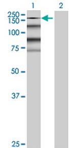 KIAA0460 Polyclonal Antibody, MaxPab™