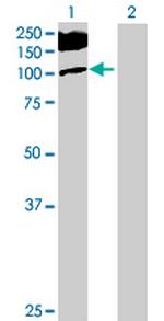 MCF2L Antibody in Western Blot (WB)