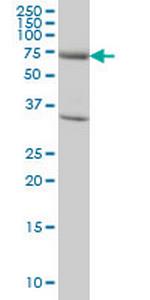 EXOC7 Monoclonal Antibody (1D4)