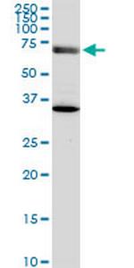 EXOC7 Monoclonal Antibody (1B7)