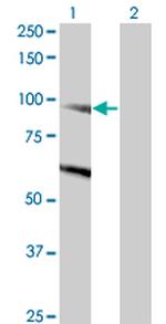 DNMBP Monoclonal Antibody (3H7)