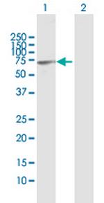 CSTF2T Polyclonal Antibody, MaxPab™