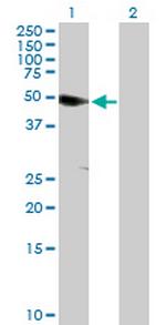 ANKS1A Polyclonal Antibody, MaxPab™