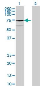 KIAA0467 Polyclonal Antibody, MaxPab™