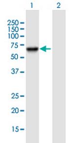 PSD3 Polyclonal Antibody, MaxPab™