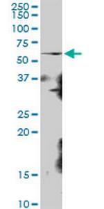KIAA0409 Polyclonal Antibody, MaxPab™
