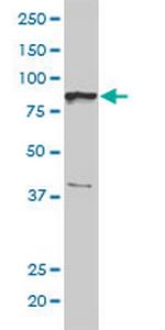 BRRN1 Monoclonal Antibody (1C9)