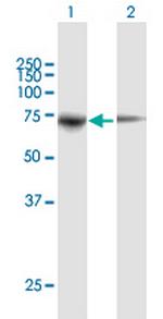 PPWD1 Antibody in Western Blot (WB)