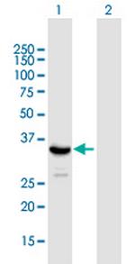 SIRT4 Polyclonal Antibody, MaxPab™