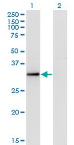RYBP Monoclonal Antibody (1F4)